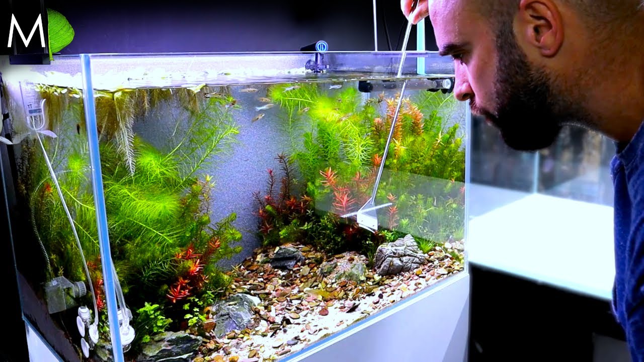 NATURAL Look GUPPY Aquarium w Garden Dirt PLANTED TANK MAINTENANCE