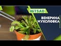 ВЕНЕРИНА МУХОЛОВКА ИЛИ ДИОНЕЯ ✔️ УХОД ЗА ХИЩНЫМ РАСТЕНИЕМ ✔️ Кормим мухоловку