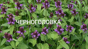 Черноголовка. И её применение.