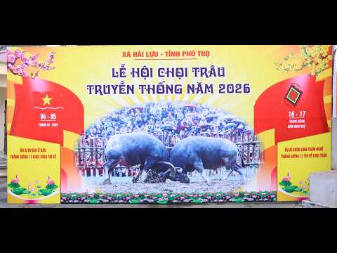 🛑Trực tiếp: Lễ hội  Chọi Trâu xã Hải Lựu - Xuân Bính Ngọ 2026 - Xuân Bính Ngọ 2026