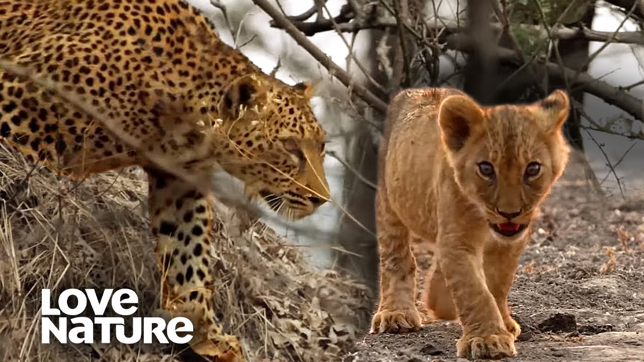 Lion cub comes under threat as leopard looms love nature youtube