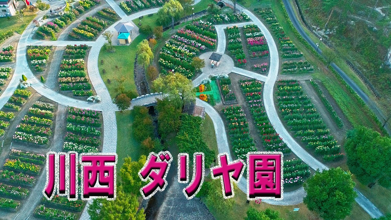 ＃川西ダリヤ園 ＃山形県 ＃ダリア＃川西町   色とりどり川西ダリヤ園　山形県川西町