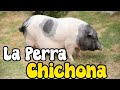 Leyendas de mis Tuxtlas: "La perra chichona"