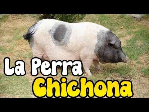 Leyendas de mis Tuxtlas: "La perra chichona" - YouTube