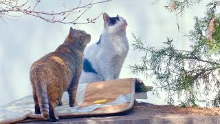 解体される団地から250匹のノラ猫たちのお引越しドキュメンタリー映画『猫たちのアパートメント』特報