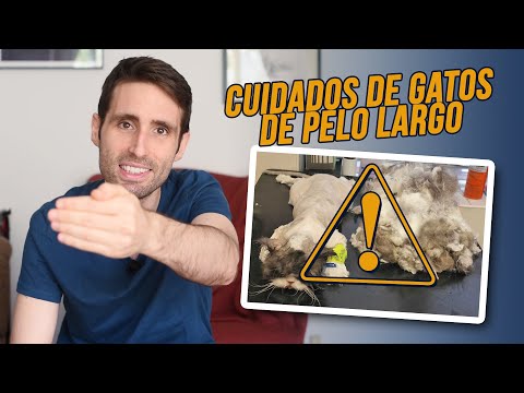 Video: ¿Los gatos de pelo largo sueltan más pelo?