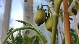 Чем БОЛЕЮТ мои балконные томаты и как я с ними воюю