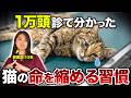 【それ、愛情のつもり？】あなたが無意識に猫の命を縮めている、7つの日常習慣