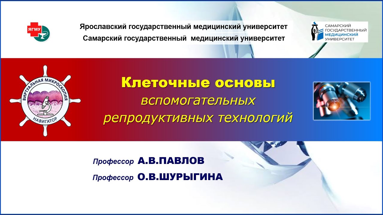 Медицинская эмбриология - лекция №2. Клеточные основы вспомогательных ...