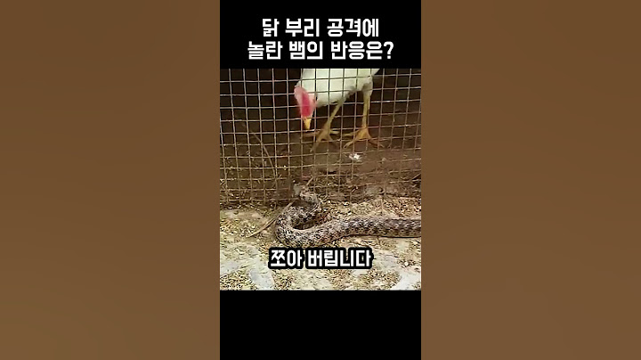 "겁도 없이?.." 감히 닭들에게 도전한 뱀의 놀라운 결말