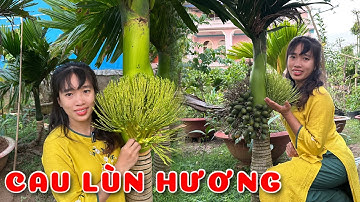 Cây Cau lùn hương tứ quý | 0386569374 - Ngọc Ngân Bến Tre | Chuyên cây độc lạ