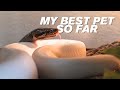 Why Ball Pythons Are Better Pets Than You Think