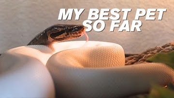 TOP REASONS BALL PYTHONS MAKE GREAT PETS