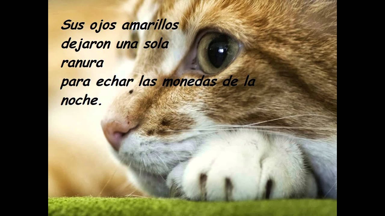 Oda Al Gato Pablo Neruda YouTube Oda Al Gato Pablo Neruda YouTube