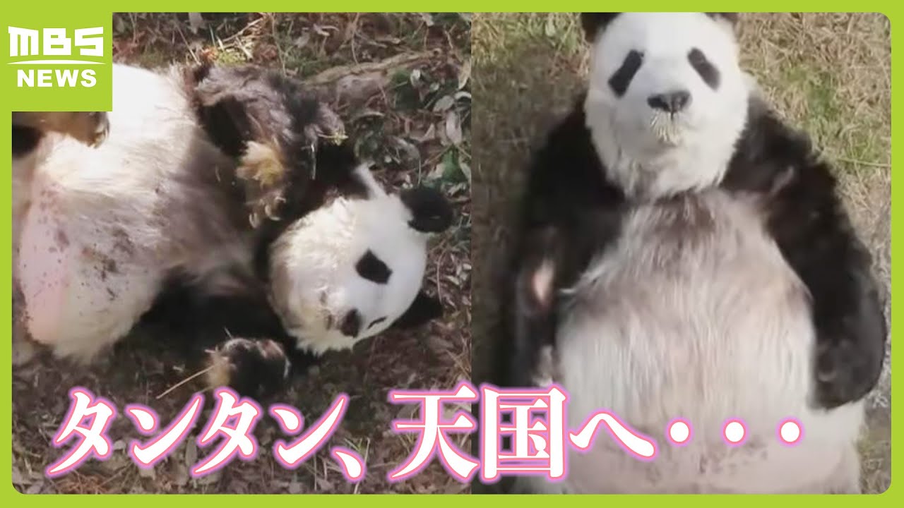 「多くの人を癒して愛してくれてありがとう」パンダのタンタンが天国へ…“人間で１００歳くらいに相当”の２８歳　あすから献花台を設置（2024年4月1日）