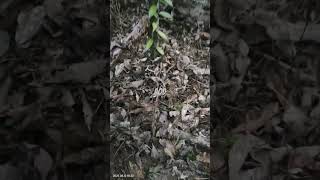 Vanilla #viral #plants #nature