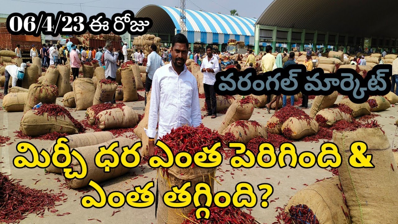 today 0642023 warangal Market mirchi rate మిర్చీ ధర ఎంత పెరిగింది? ధర