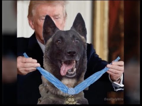 twitter-meltdown-over-trump-hero-dog-meme-getting-a-medal-of-honor