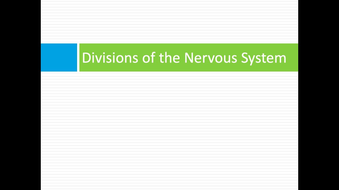 Divisions of the Nervous System - YouTube