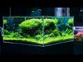 Planted tank with a breathtaking 360 view  4k cinematic by green aqua