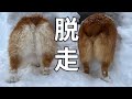 私が忙しいと、脱走しようとします