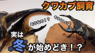 会社で育ててるクワガタ2匹 挟まれたら怪我する危ないクワガタの産卵セット割り出してみた