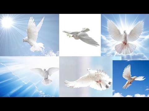 Vídeo: Por que a pomba simboliza a paz?