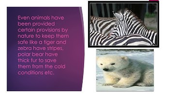 ARMY PUBLIC SCHOOL - (EVS) Lesson  7 - Types of houses