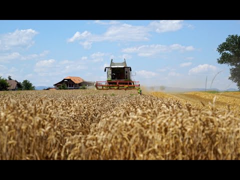 Auf dem Feld: Getreide ernten