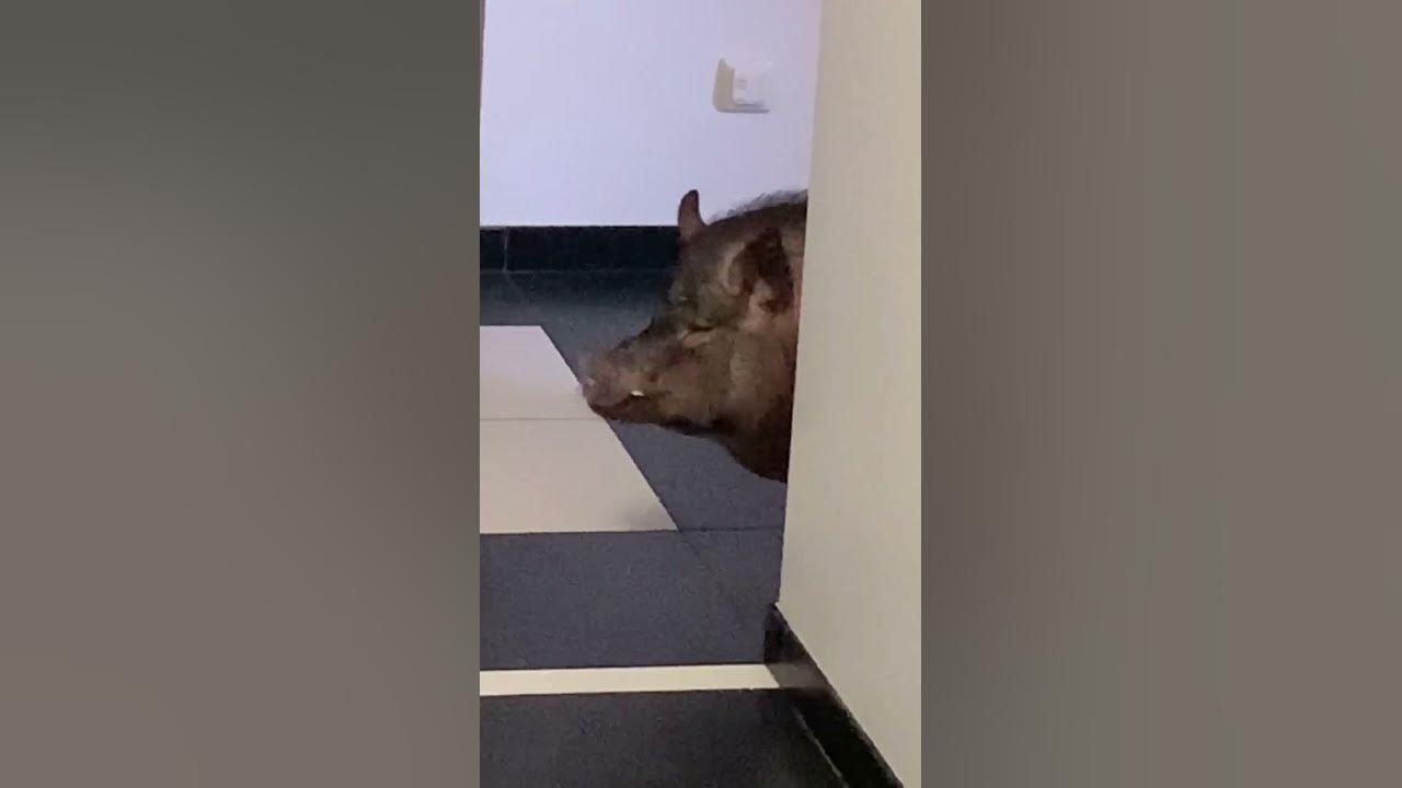 Сон кабан нападает. Сон кабан нападает
