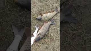 Осенняя рыбалка: Вот это улов! #рыбалка2025 # #fishing #рыбалка #сазан #жерех # река#carpfishing #