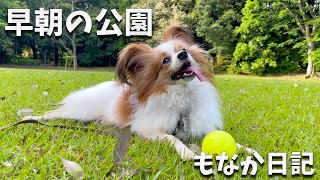 早朝の公園で満足そうな顔を見せてくれるパピヨンに満足な飼い主　#papillon #パピヨン