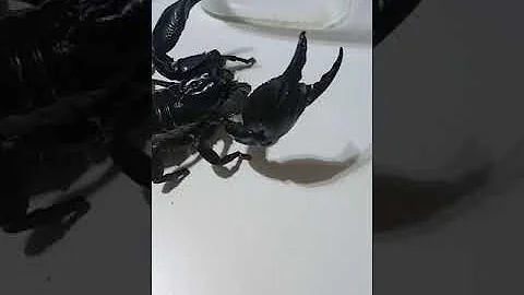 Co se týče brnění rukou nebo nohou?