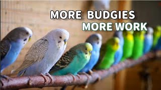The Struggles of Owning Multiple Budgies: Does it suck?