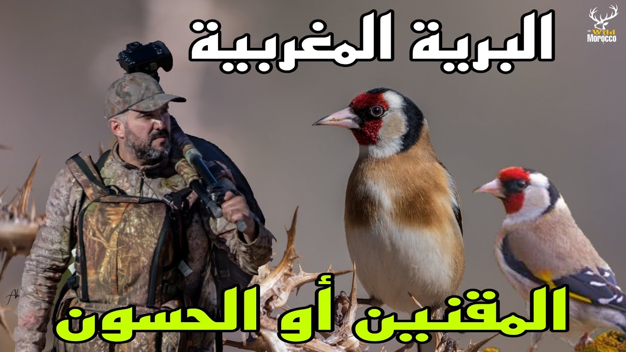 طائر  الحسون أو  المقنين ملك الطيور