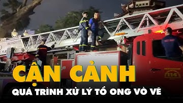 Cận cảnh quá trình xử lý tổ ong vò vẽ lớn trên ngọn cây dầu cao 40m trong Thảo cầm viên Sài Gòn
