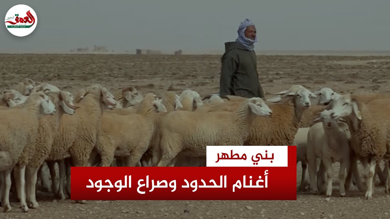 معركة اللون والجنسية على الحدود.. أغنام 