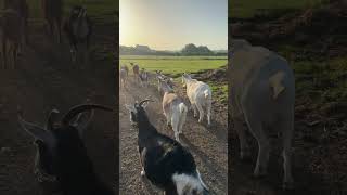 Goat morning an early start as the heatwave continues