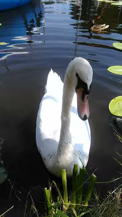 Łabędź biały, odgłosy łabędzia.