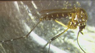 Disease-ridden mosquitoes detected in Santa Clara County