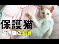 保護猫、最初の2週間。初めてのお風呂など!