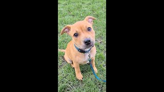 English Staffordshire Puppy Likes To Play Rough
