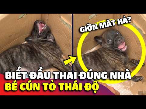 Bé cún biết mình được gả vào hào môn, vừa về nhà mới đã tỏ thái độ 😅 | Gâu Đần