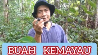 BUAH KEMAYAU DARI HUTAN KALIMANTAN RASANYA GURIH