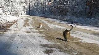 Cats greeting each other on an icy road