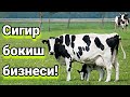 Согин сигирлар бокиш бизнеси! Янгисидан