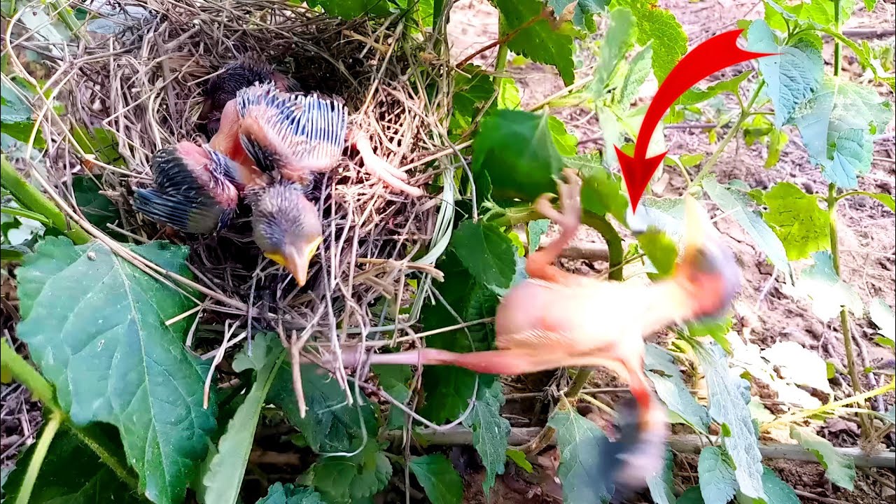 Hungry baby fell out of the nest @birdsandbaby8259 - YouTube