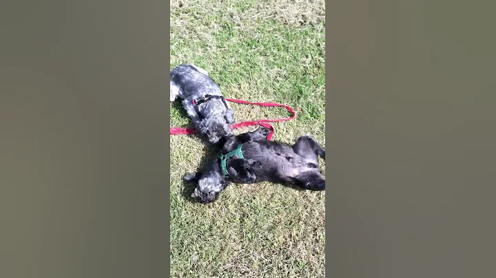 Fitz and Bing in a freshly-mowed field