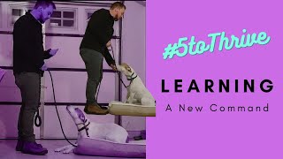 #5toThrive | Teaching a New Command: RETURN TO SIT by FreeLance Dog Training 77 views 3 years ago 6 minutes, 10 seconds