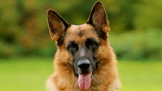 German Shepherd Dog Breed by The Dogs 29,437 views 7 years ago 25 minutes